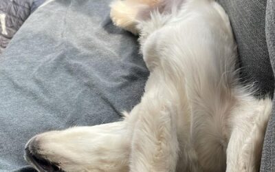 Ricominciare con una cucciola