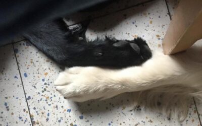 Vita con Ebony e Ivory 1