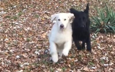 Vita con Ebony e Ivory 2