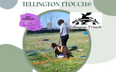 Introduzione al Tellington TTouch&reg;