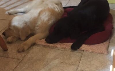 Vita con Ebony e Ivory 7