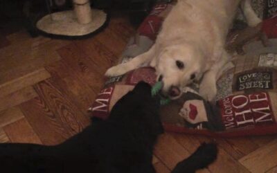 Vita con Ebony e Ivory 8