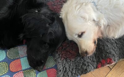 Vita con Ebony e Ivory e Bianchina 86
