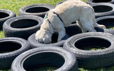 Lasciare esprimere il cane: una giornata di mobility