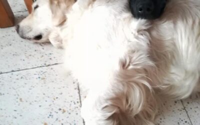 Vita con Ebony e Ivory 13