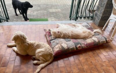 Vita con Ebony e Ivory e Bianchina 88