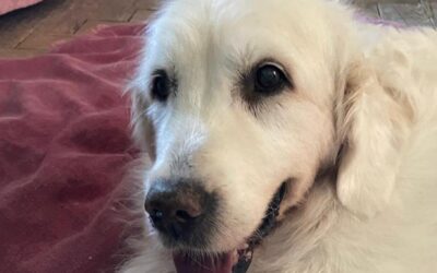 Vivere con un cane anziano e fragile