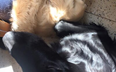 Vita con Ebony e Ivory 17