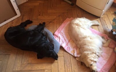 Vita con Ebony e Ivory 19