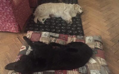 Vita con Ebony e Ivory 21