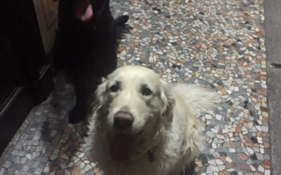 Vita con Ebony e Ivory 22