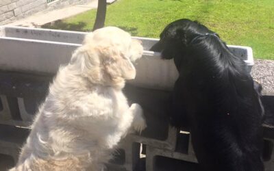 Vita con Ebony e Ivory 23