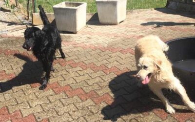 Vita con Ebony e Ivory 25
