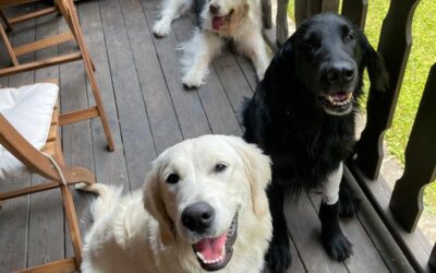 Vita con Ebony e Ivory e Bianchina 90