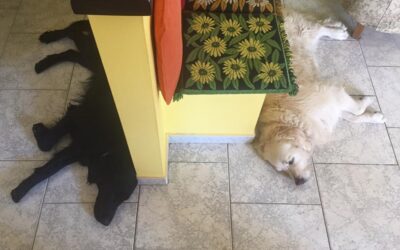 Vita con Ebony e Ivory 26