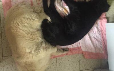 Vita con Ebony e Ivory 29