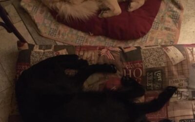 Vita con Ebony e Ivory 31