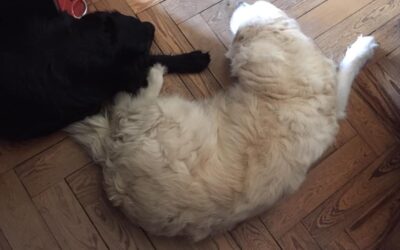 Vita con Ebony e Ivory 35