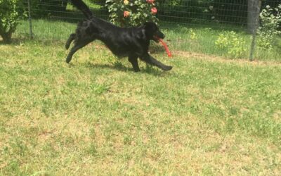 Vita con Ebony e Ivory 37
