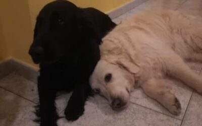Vita con Ebony e Ivory 38