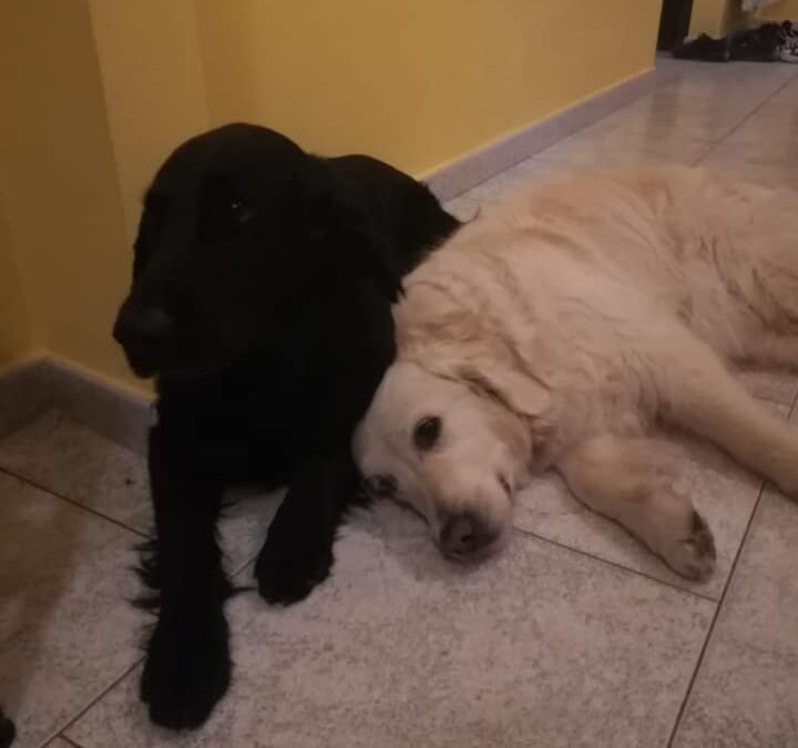 Vita con Ebony e Ivory 38