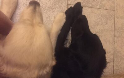 Vita con Ebony e Ivory 40