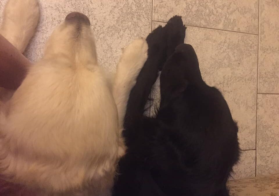 Vita con Ebony e Ivory 40