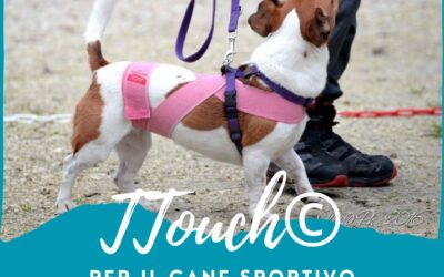 TTouch® per il cane sportivo