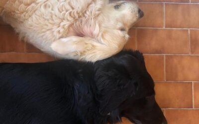 Vita con Ebony e Ivory 41