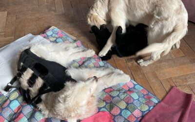 Vita con Ebony e Ivory e Bianchina 91